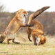 Illustration for article titled Slide Into the Weekend With the Most Hilarious Wildlife Photos of 2019